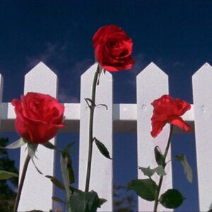 Meet your Posher, LC!